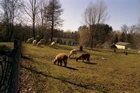 Alpaca pasture